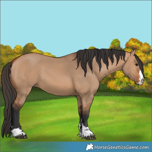 Horse Color:Bay Dun 