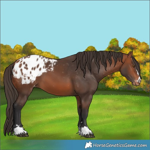 Horse Color:Bay Varnish