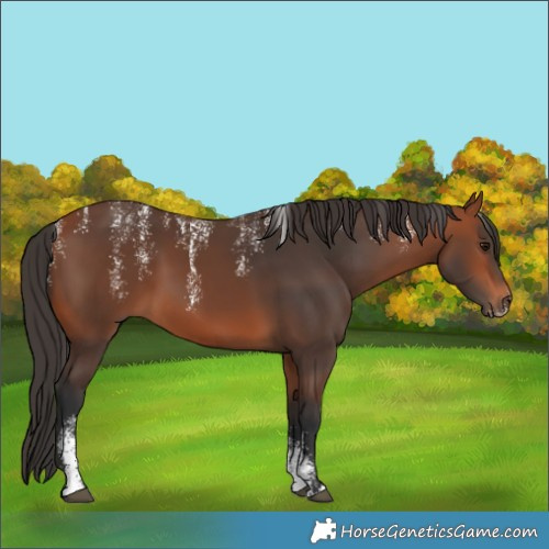 Horse Color:Powder White Bay 
