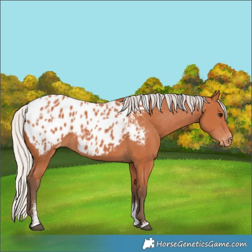 Horse Color:Powder White Silver Bay Blanket 