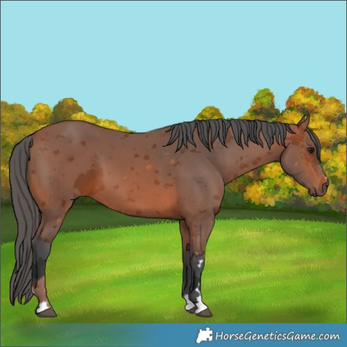 Horse Color:Bay Merle 