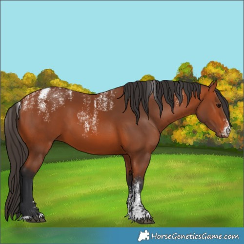 Horse Color:Powder White Bay 