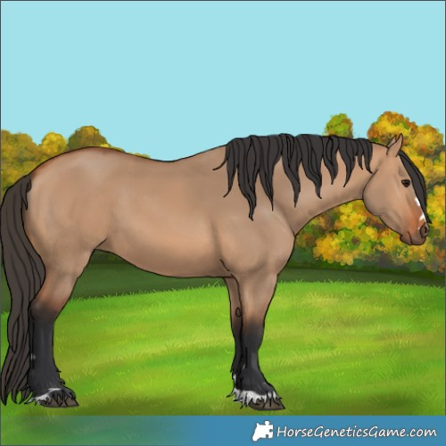 Horse Color:Bay Dun