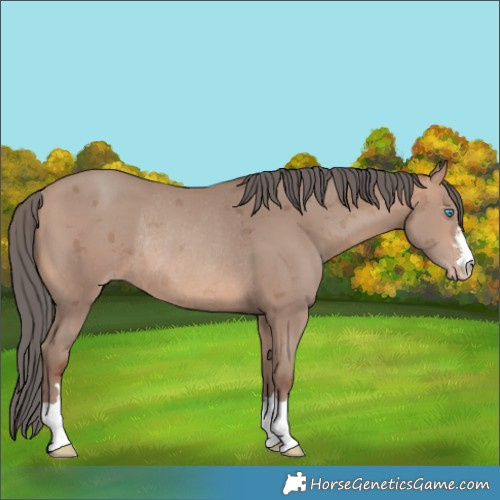 Horse Color:Sable Champagne Merle Rabicano 