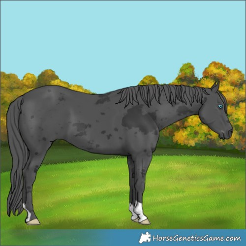 Horse Color:Black Merle 