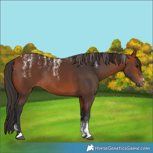 Horse Color:Powder White Bay Rabicano