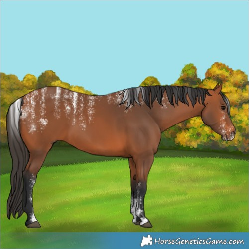 Horse Color:Powder White Bay 