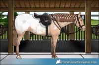 Horse Color:Amber Champagne Snowcap