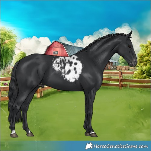 Horse Color:Black Skewed Appaloosa