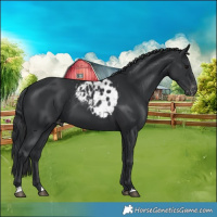 Horse Color:Black Skewed LP Spotted 