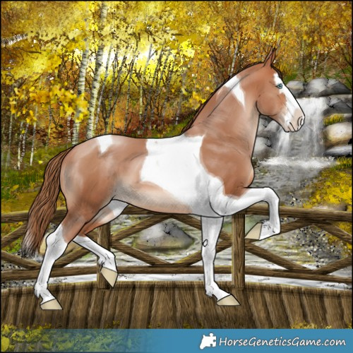 Horse Color:Bay Pearl Splash Tobiano 