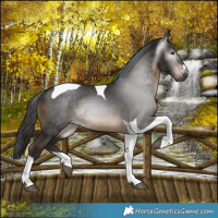 Horse Color:Gray Brown Tobiano