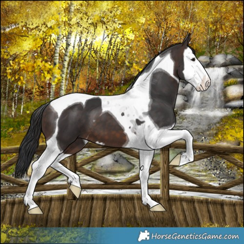 Horse Color:Brown Splash Tobiano 