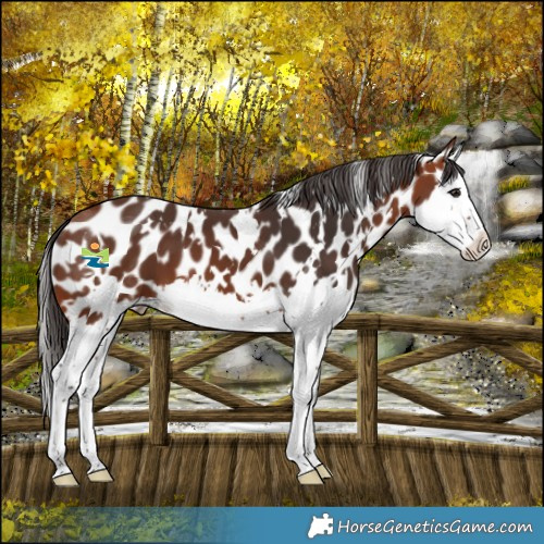 Horse Color:White Spotted Bay Splash Leopard 