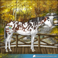 Horse Color:White Spotted Bay Splash Leopard