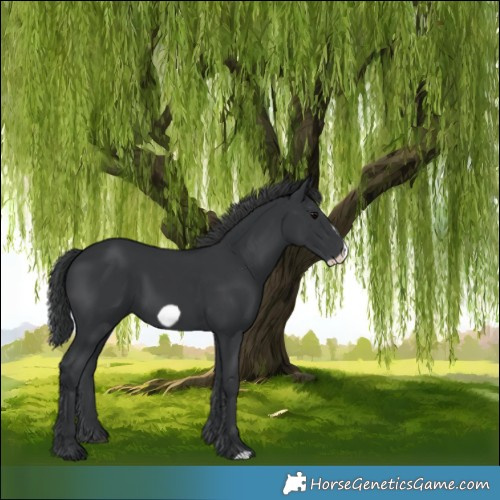 Horse Color:Black Frame 