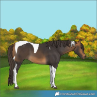 Horse Color:Buckskin Tobiano 