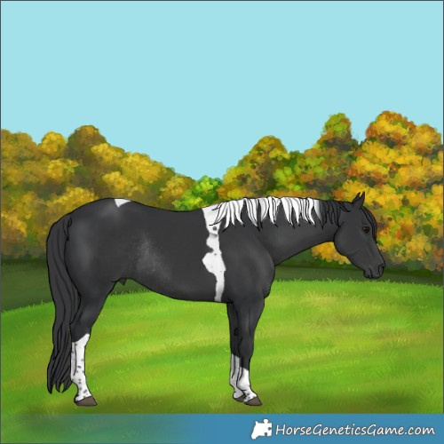Horse Color:Black Tobiano Rabicano 