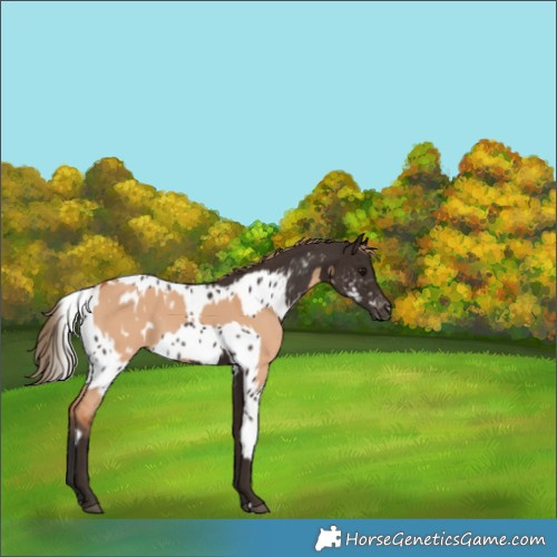 Horse Color:Bay Dun Appaloosa  and Liver Chestnut Skewed Appaloosa Rabicano 