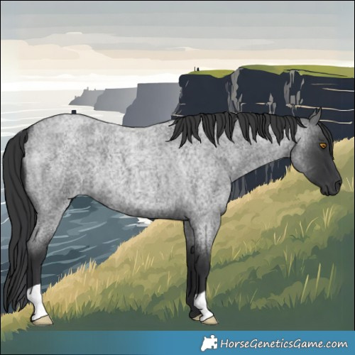 Horse Color:Blue Roan