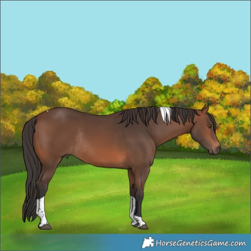 Horse Color:Brown Tobiano Rabicano