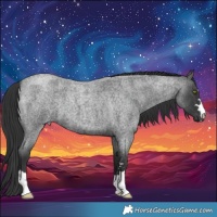 Horse Color:Blue Roan 
