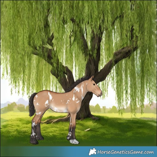 Horse Color:White Spotted Bay Dun 