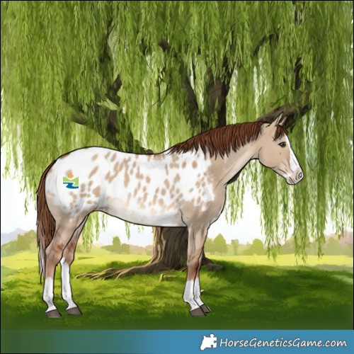 Horse Color:Red Dun Splash Appaloosa