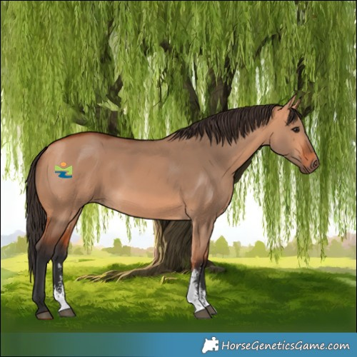 Horse Color:Bay Dun Sabino 
