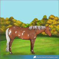 Horse Color:White Spotted Silver Bay Rabicano 