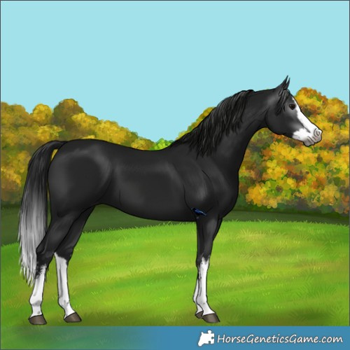 Horse Color:Gray White Spotted Brown Splash 