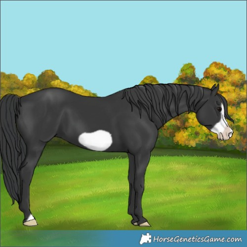Horse Color:Black Frame 