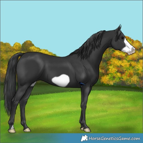 Horse Color:Black Frame 