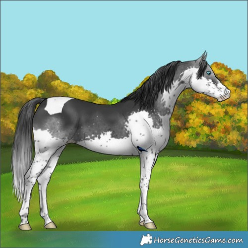 Horse Color:Black Splash Tobiano 