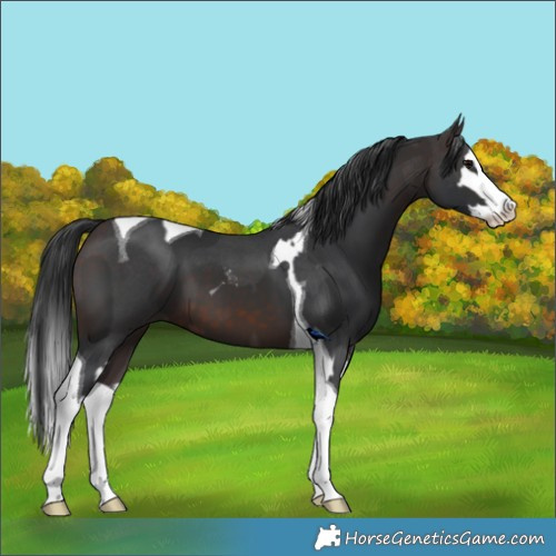 Horse Color:Brown Sabino Splash Tobiano  and Brown Splash Tobiano 