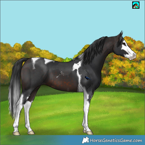 Horse Color:Brown Sabino Splash Tobiano  and Brown Splash Tobiano 