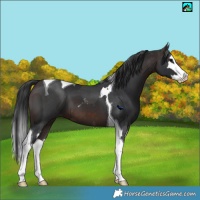 Horse Color:Brown Sabino Splash Tobiano and Brown Splash Tobiano