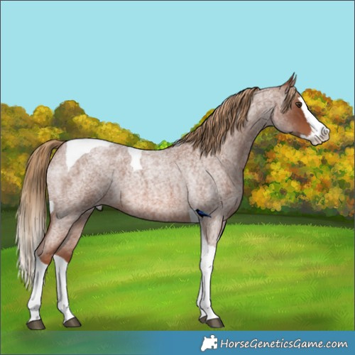 Horse Color:Red Roan Splash Tobiano 