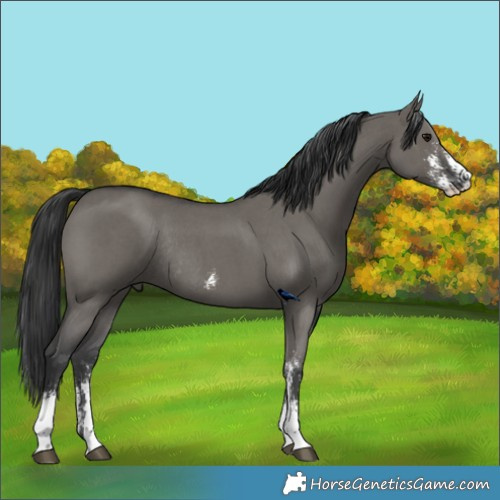Horse Color:Grullo Sabino Rabicano 