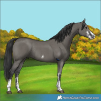 Horse Color:Grullo Sabino Rabicano