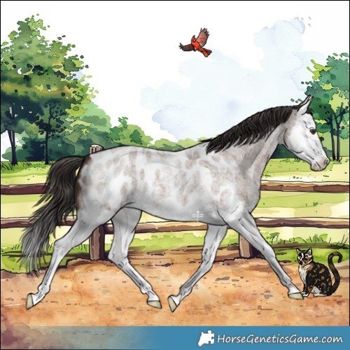 Horse Color:Liver Red Dun Roan Splash Appaloosa