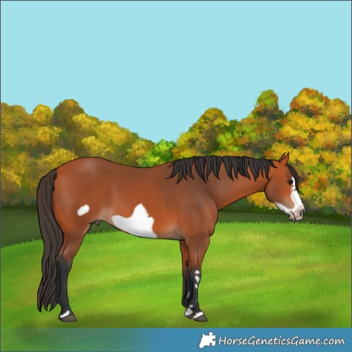 Horse Color:Bay Frame
