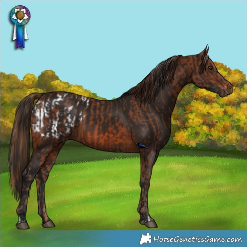 Horse Color:Chestnut Appaloosa  and Gray Brown Rabicano 