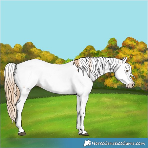 Horse Color:Chestnut Appaloosa 