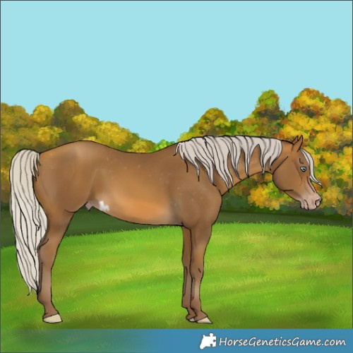 Horse Color:Gray Silver Sable Cream Champagne Skewed Appaloosa 