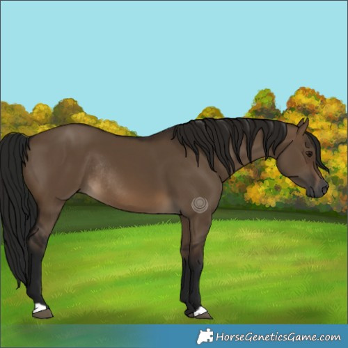 Horse Color:Gray Brown Dun Rabicano 