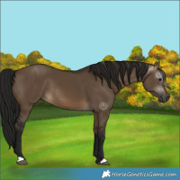 Horse Color:Gray Brown Dun Rabicano