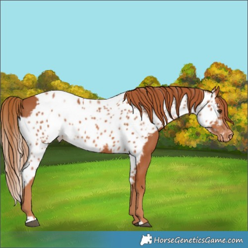 Horse Color:Chestnut Skewed Appaloosa 