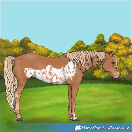 Horse Color:Chestnut Skewed Appaloosa 