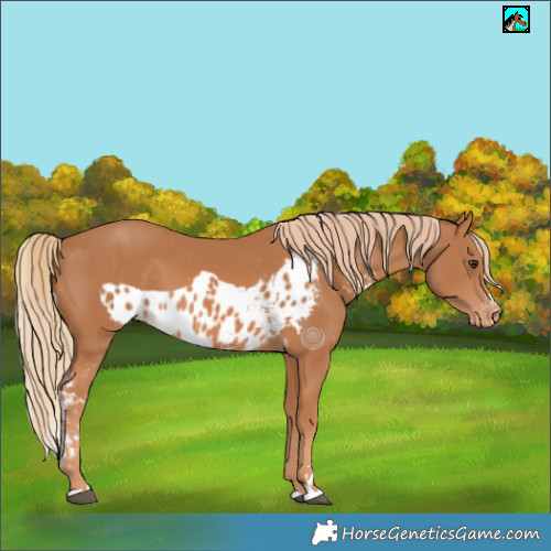 Horse Color:Chestnut Skewed LP Spotted